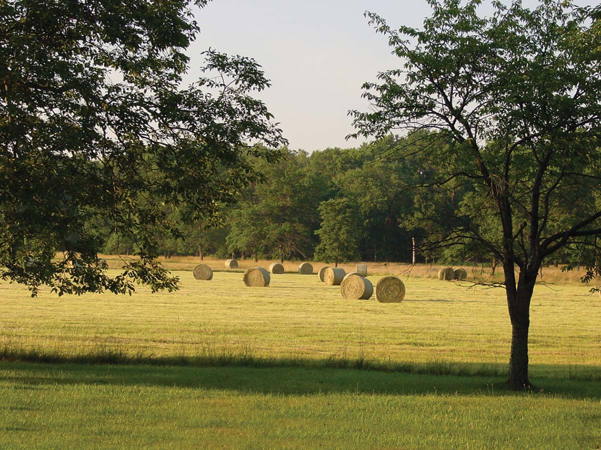 Thomas & Talbot Grassland Farm